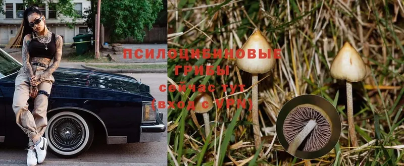 Псилоцибиновые грибы Psilocybe  Шагонар 